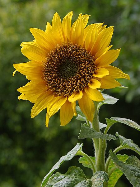 Soubor:A sunflower.jpg