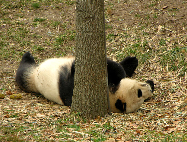 Soubor:Panda.jpg
