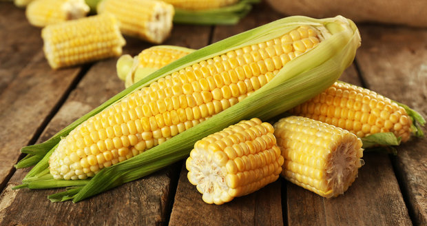 Soubor:Kukuřice - potrava Pandy.jpg