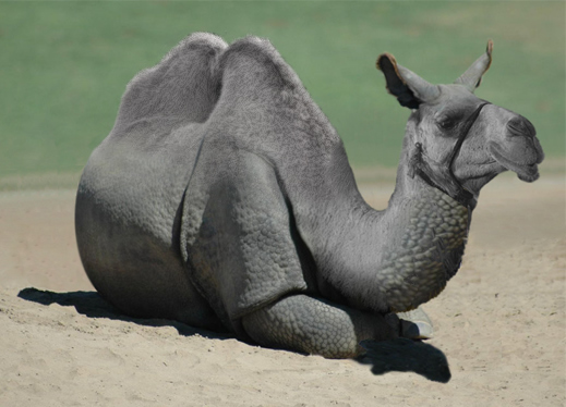Soubor:Rhinokamel.jpg