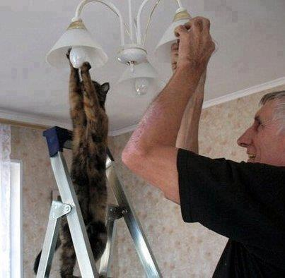 Soubor:Kočka elektrikar.png