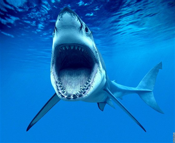 Soubor:Žralok bělavý hlava.jpg
