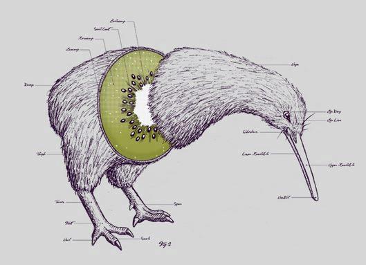 Soubor:Kiwi kresba.jpg
