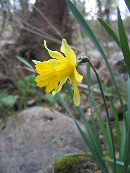 Soubor:Narcissus asturiensis.jpg