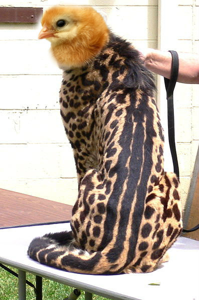 Soubor:397px-King cheetah.jpg