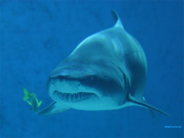 Soubor:Žralok 01.jpg