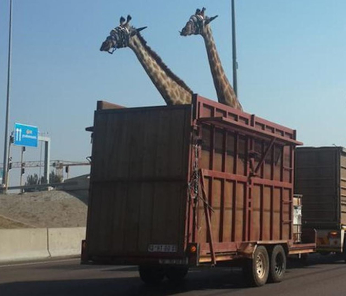 Soubor:Žirafa v protisměru2.jpg