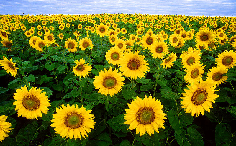 Soubor:Sunflowers.jpg