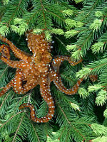 Soubor:Stromová chobotnice.jpg