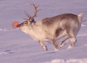 Soubor:Rudolph the Reindeer.jpg