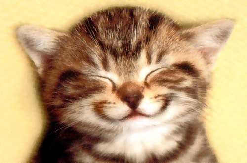 Soubor:Cat smile.jpg