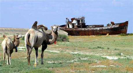 Soubor:Aralsky velbloud.jpg