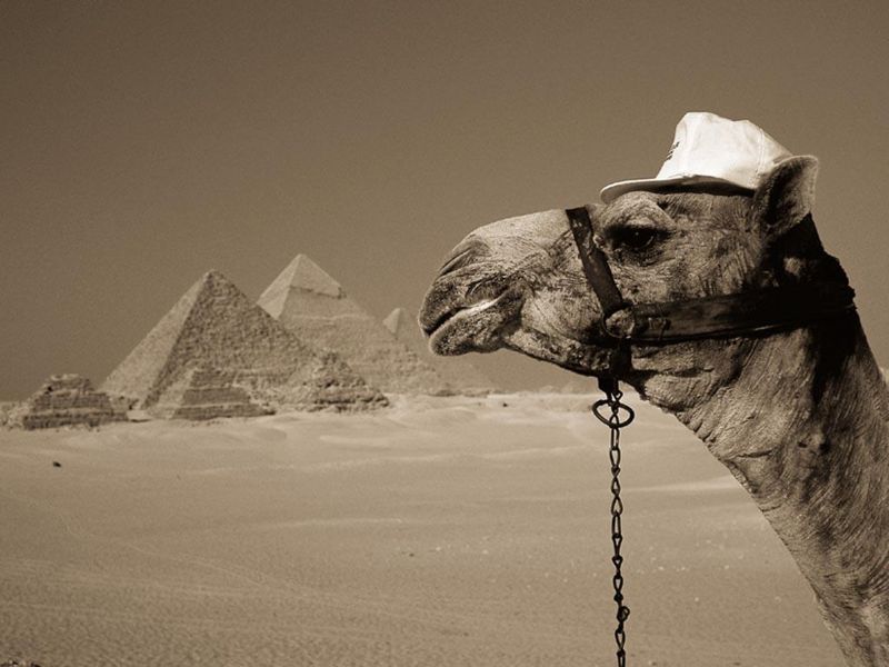 Soubor:Camel egypt.jpg
