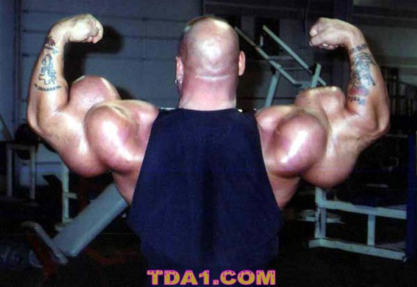 Soubor:Biceps.jpg