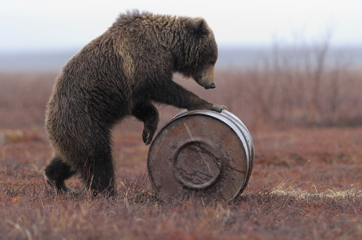 Soubor:Medved s benzinem.png