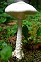 European Destroying Angel.jpg