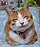 So happy smiling cat.jpg