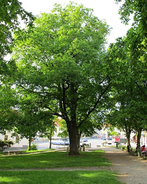 Soubor:Strom dub v parku.jpg