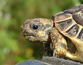 Testudo hermanni boettgeri5.jpg