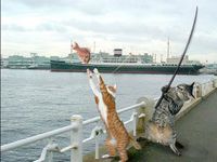 Kočky na rybách