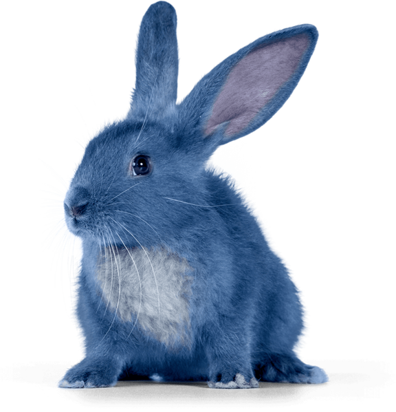 Soubor:Modrosrstý králík.png