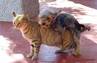 Pářící akt kočky a prasopsa. Při úspěšném spáření vznikne kočkopes jednohlavý, nebo kočkopes dvouhlavý paralelní.