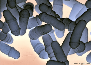 Kvasinka tmožravá