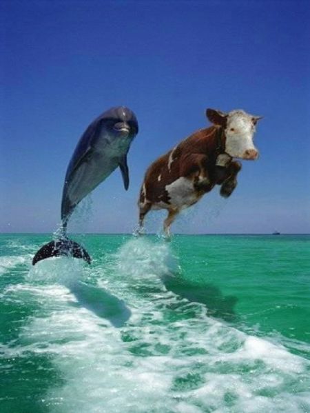 Soubor:Dva delfíni.jpg