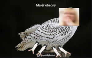 Maléř Obecný.png