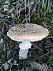 Amanita pantherina 2007.JPG