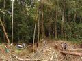 Indonéští domorodci pláčí v pralese zničeném tlupou orangutanů.