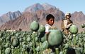 Afghanistan opium.jpg
