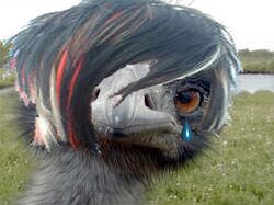 Emo emu.jpg