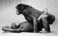 Opičák bonobo právě platí opičí kuchařce za oběd sexem.