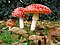 Amanita muscaria 3 vliegenzwammen op rij.jpg