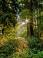 Dülmen, Göversheide -- 2015 -- 7718-22.jpg