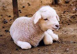 Baby sheep01.jpg