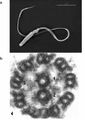 Stoupenci hypotézy pragspermie ovšem nalézají podobnost mezi stavbou brněnské tuby a mikroskopickou strukturou bičíku spermie.
