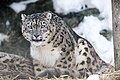 Snow Leopard Looking Hungry (12785272055).jpg