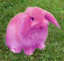 Violet rabbit.jpg