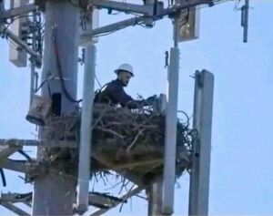 Mládě elektrikáře