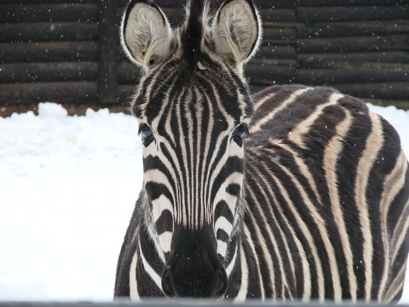 Soubor:Zebra.jpg