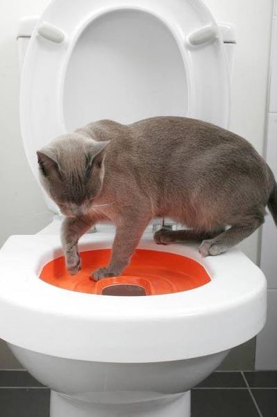 Soubor:Kocici wc uprava.JPG