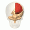 Frontal lobe animation.gif