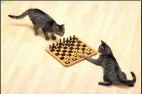 Kočky při šachu
