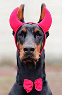 Devil-doberman-dog-dog-carnival-dress-horns.jpg
