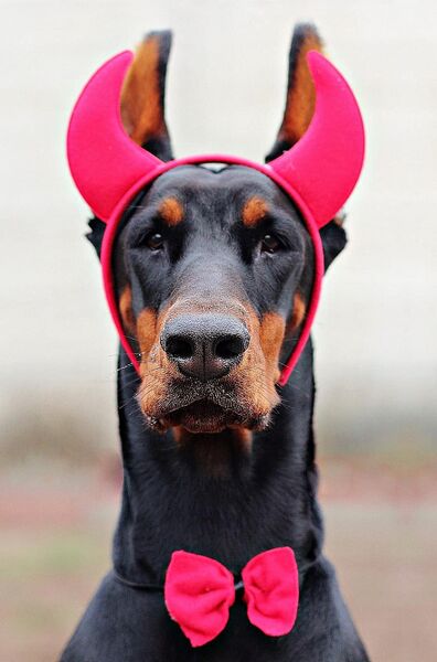 Soubor:Devil-doberman-dog-dog-carnival-dress-horns.jpg
