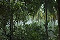Thai rain forest.jpg