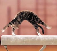 Kočka gymnastka