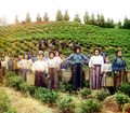 Pěstování čaje v Rusku Gruzii.